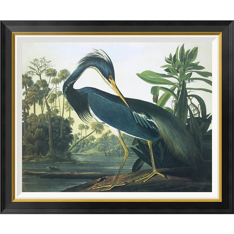 Global Gallery &Louisiana Heron& by John James Audubon Framed Wall Art Size: 28x22 H x 34x22 W x 1.5x22 D