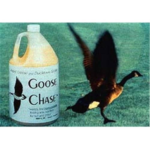 Bird-X 1 Gal Repellent Goose Chase
