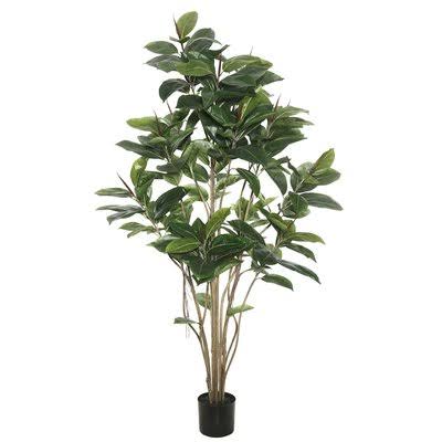 Darby Home Co Rubber Foliage Tree in Pot