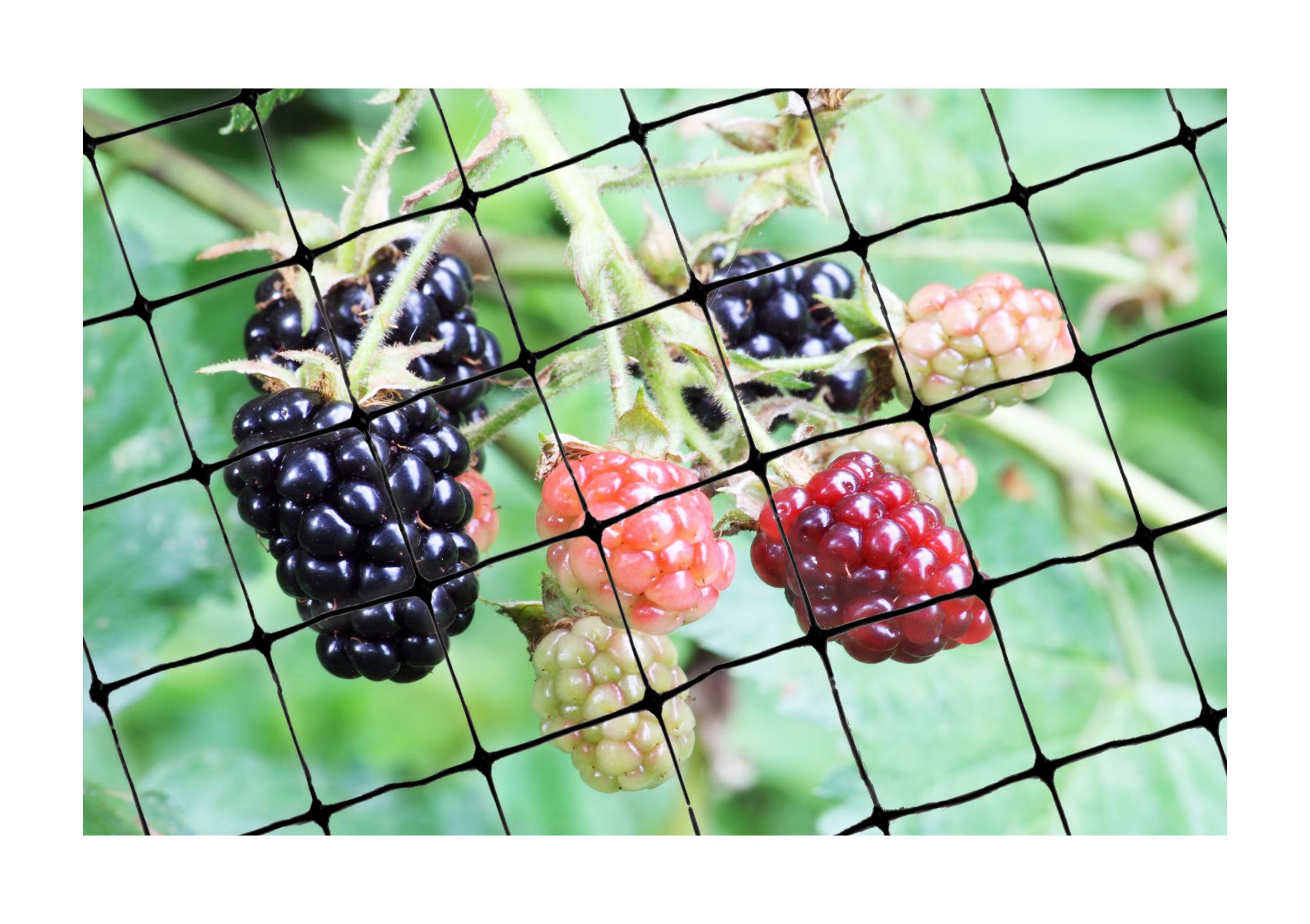 Bird-X Standard BirdNet 3/4x22 Mesh - 200&x14&