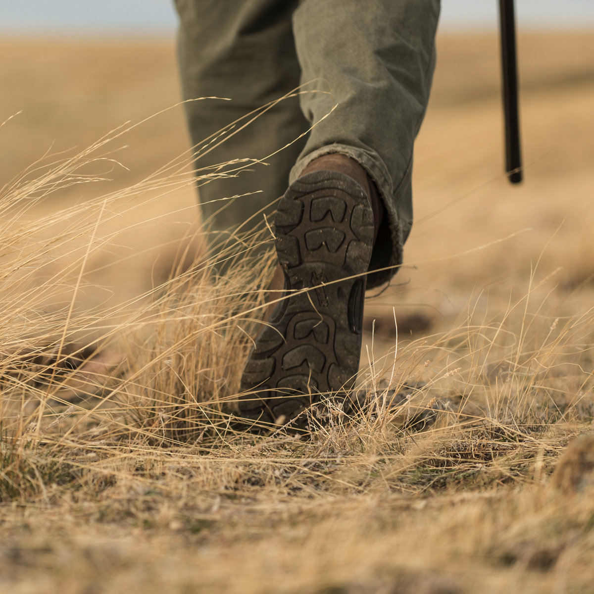 Sharptail