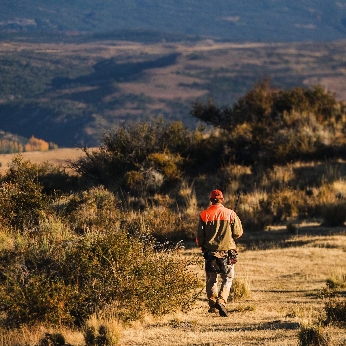 Sharptail
